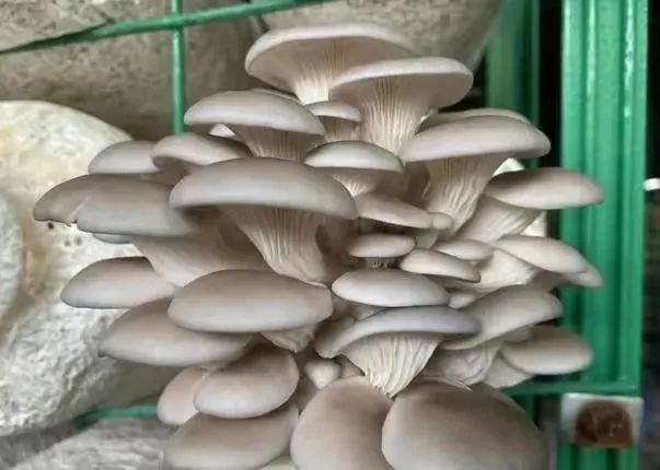 巫溪縣平菇與茶葉種植雙獲殊榮，農業品牌建設再添新彩