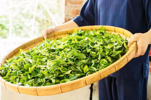 惠州有一款茶，現(xiàn)在品嘗剛剛好——探尋東江畔的茶葉種植之美
