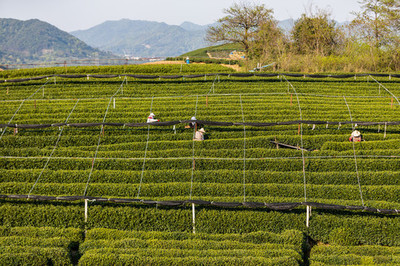 龍井茶種植的生態(tài)智慧與技藝傳承