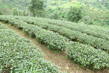 茶葉種植 源遠(yuǎn)流長的人文與地理背景