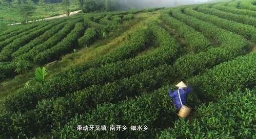白沙薄沙茶 生態(tài)有機(jī)滋養(yǎng)，品質(zhì)優(yōu)良美名揚(yáng)