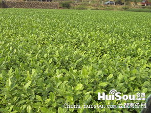 龍井茶苗批發(fā)指南 紹興市價格、特性與種植要點(diǎn)