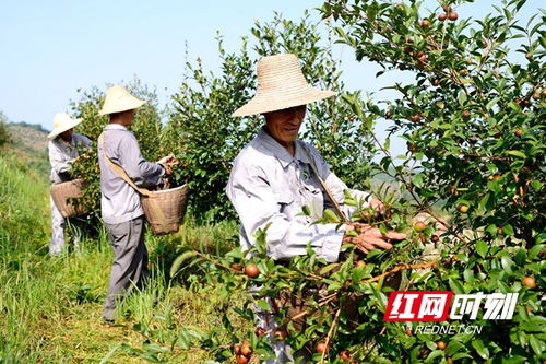 常德茶油團(tuán)體標(biāo)準(zhǔn)出臺 品牌建設(shè)吹響集結(jié)號