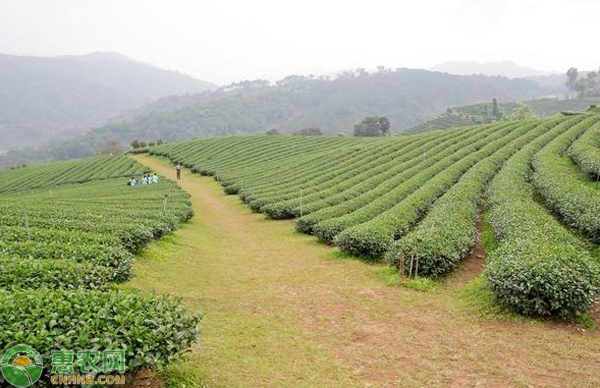 高產(chǎn)茶葉種植管理技術(shù)