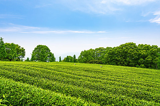 茶葉種植背景圖片-茶葉種植背景圖片大全-茶葉種植高清背景圖片下載-